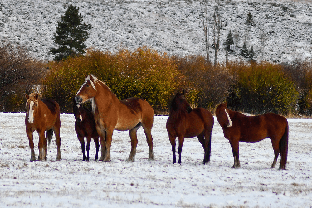 horses in snowy pasture with fall colors in the background