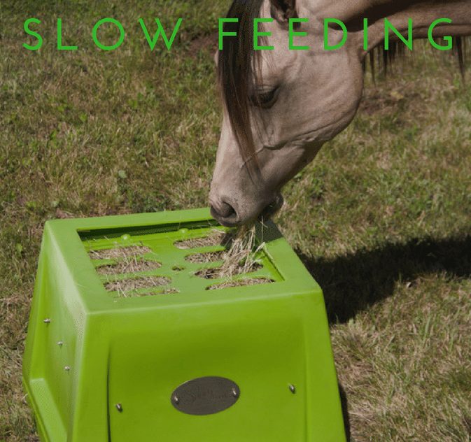 Savvy slow feeder.