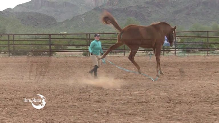 Horse kicking out at handler.
