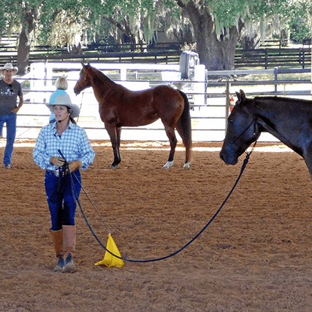 Julie doing lead line work with a horse at her Florida clinic