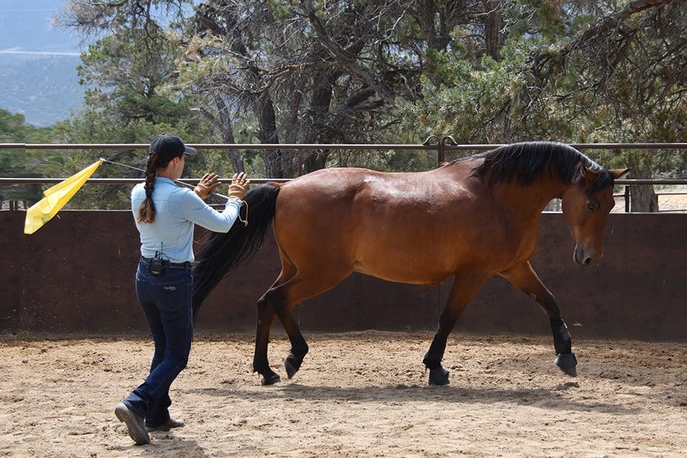 Julie pushing Amy's dominant horse, Chief, out of her space in the round pen.