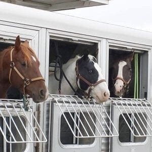 trailering tips to know before you hit the road (a side view of horses loaded in a trailer)