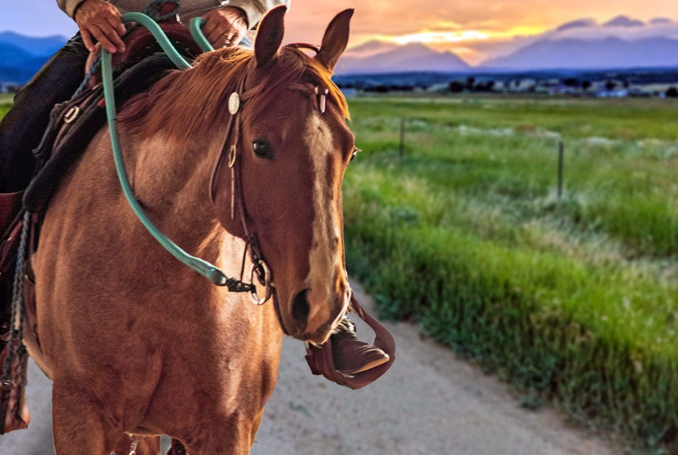 June 2019 Horse Report