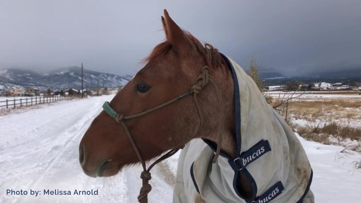 January 2020 Horse Report