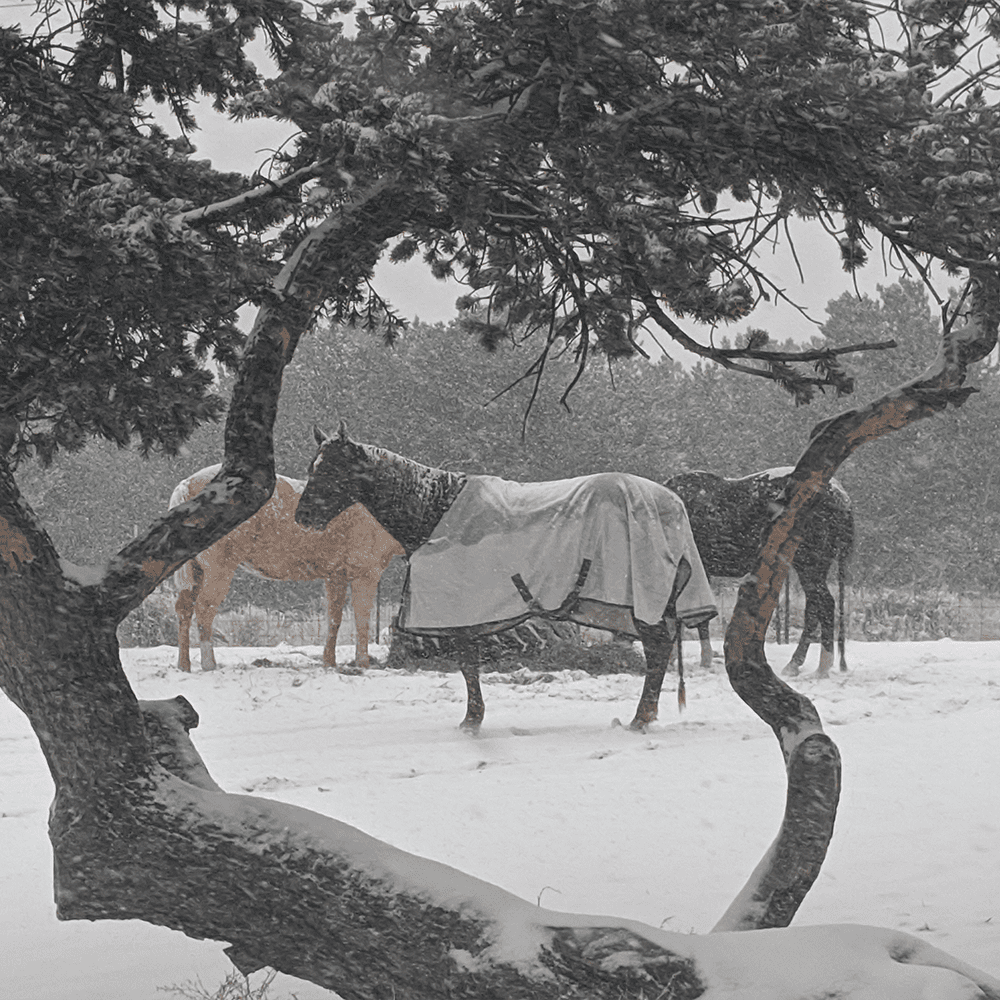 Pepper walking in the snow between two tree branches.