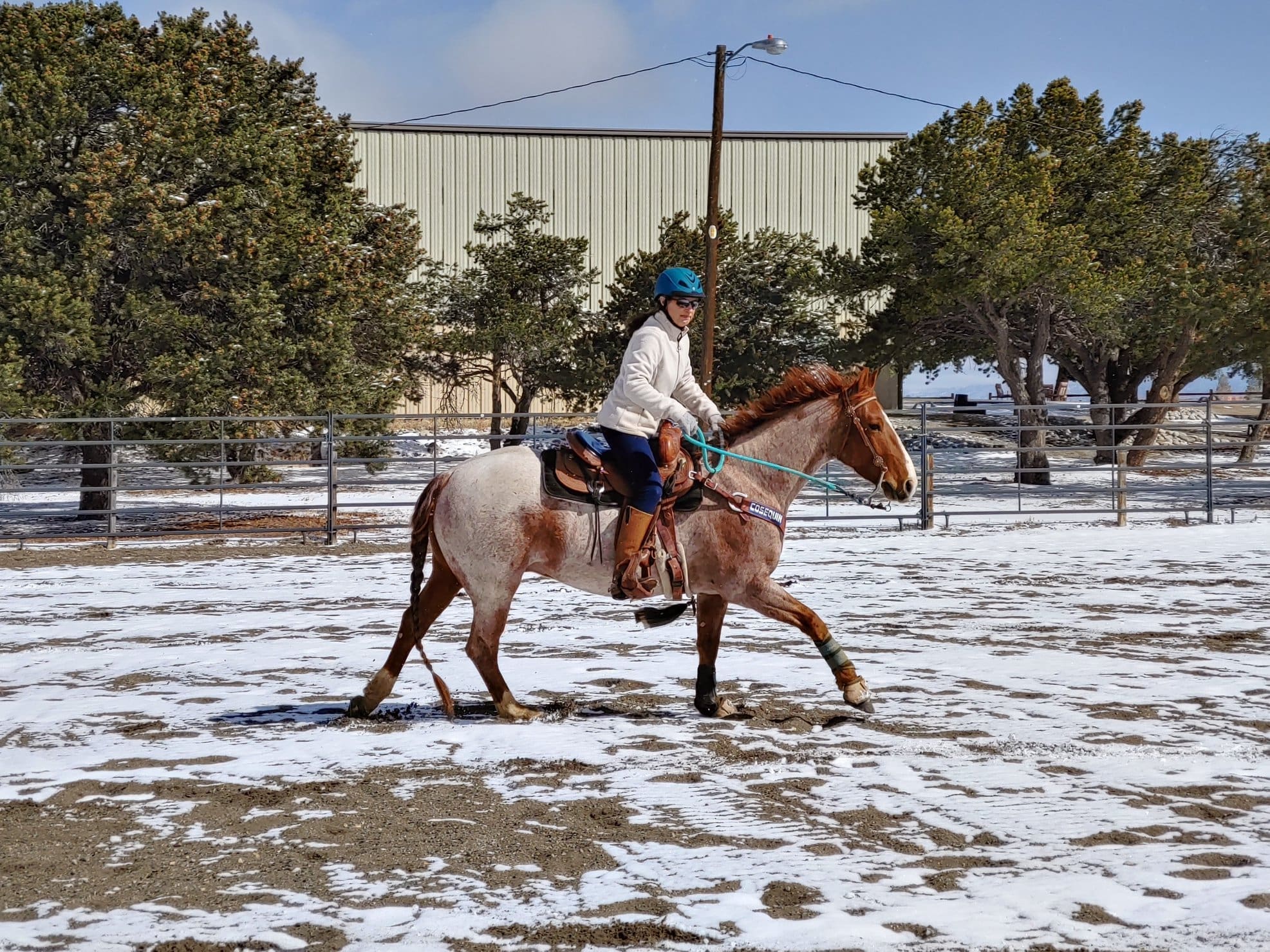 Horsemanship Homework