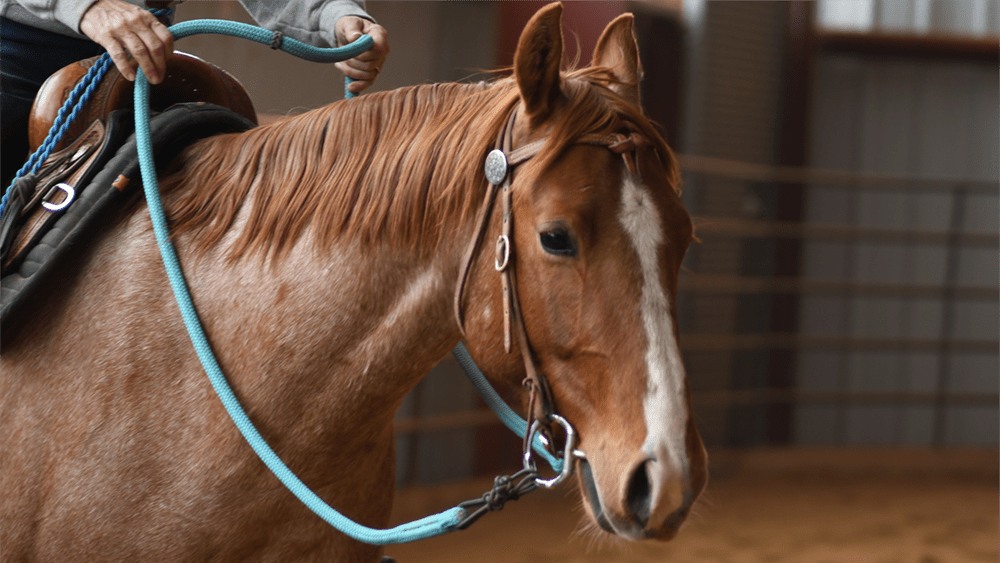 More inside leg… or neck reins?