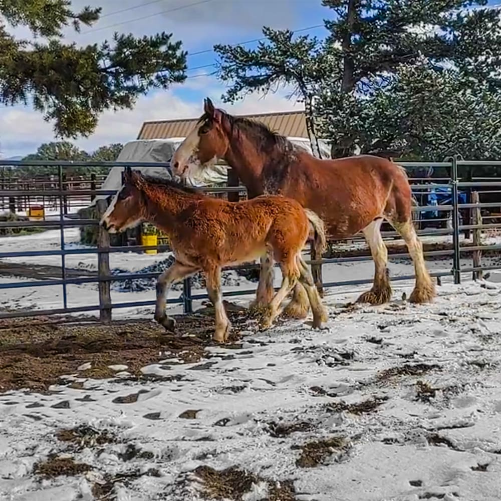 Remi and Momma Joy turned out in the arena.