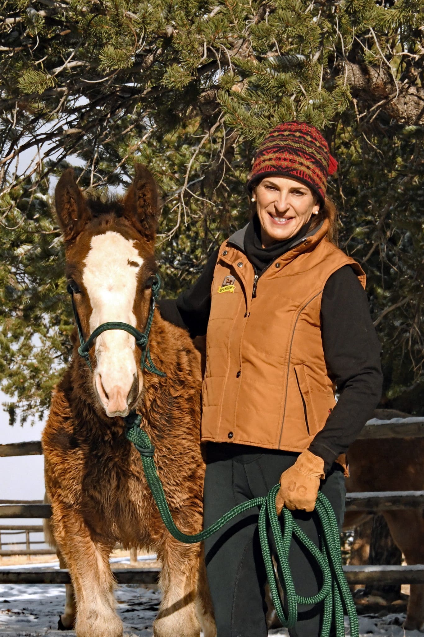 Julie with clydesdale colt