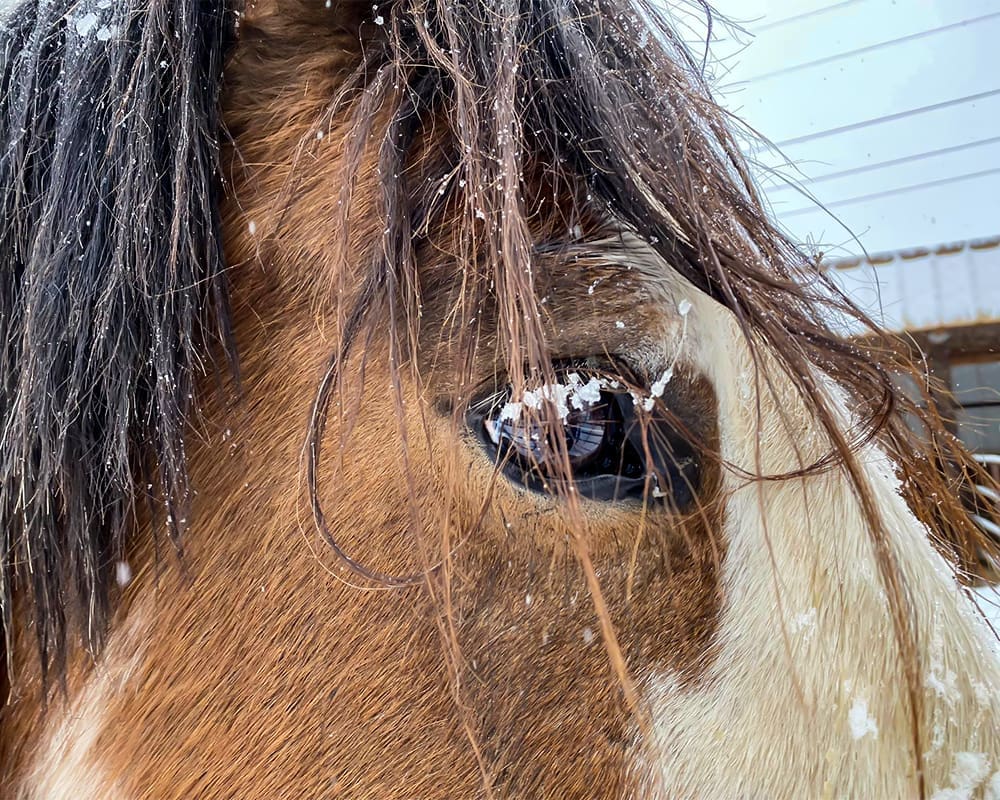 February 2021 Horse Report