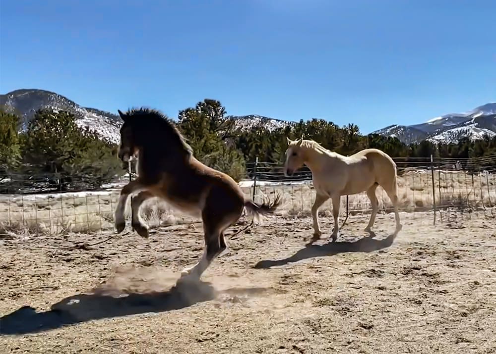 Remi and Dodger horsing around