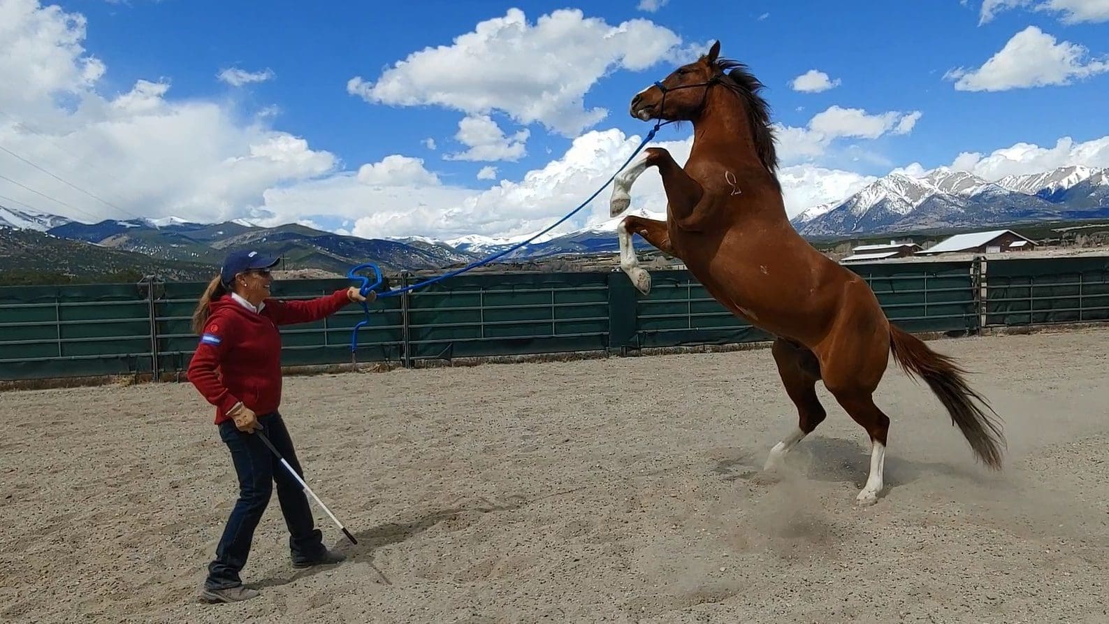 Horse Training Horse Training