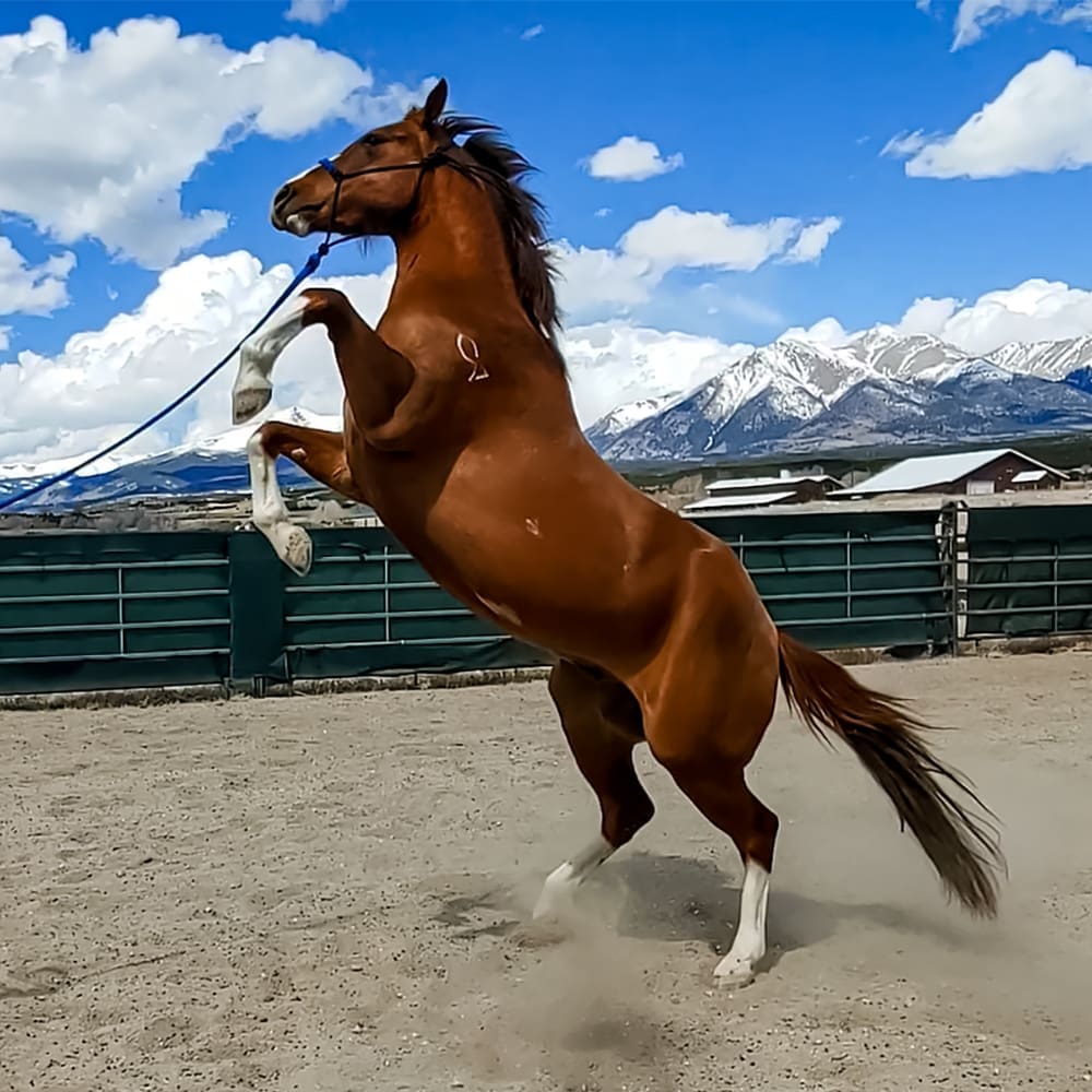 Back From the Brink: Managing Emotional Meltdowns in Horses