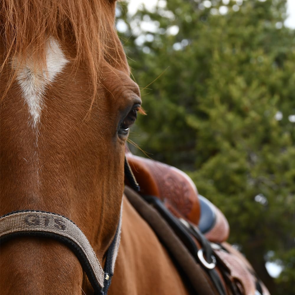 Closeup of Truth's face