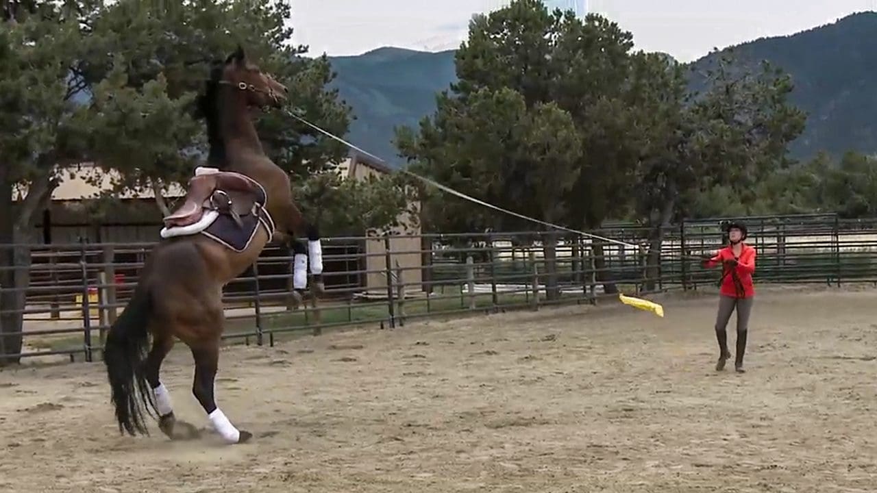 Horse rearing on the lunge line