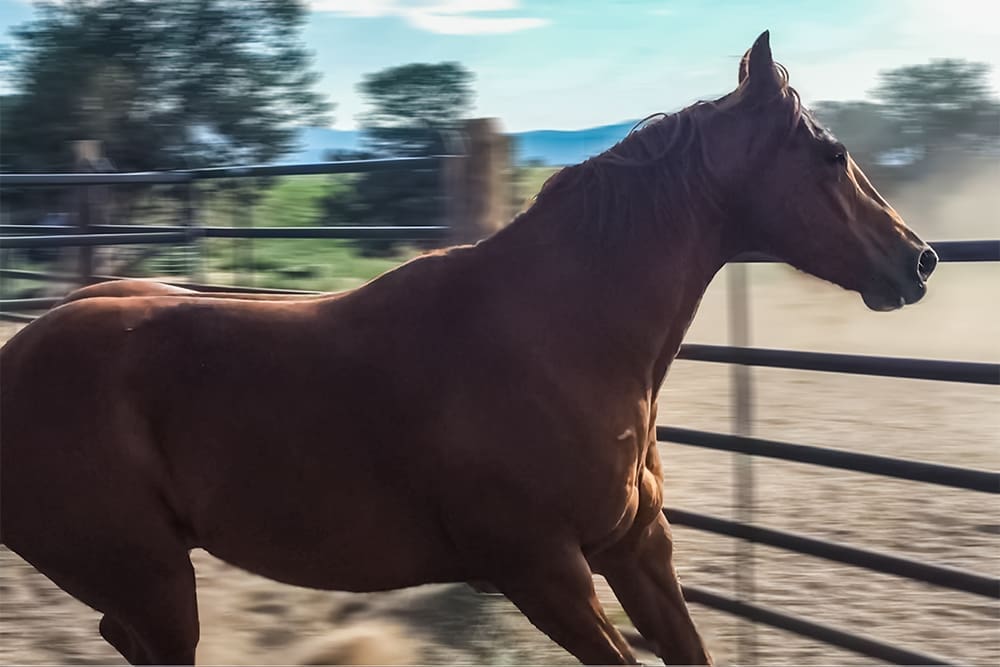 A horse running the fence line erratically.