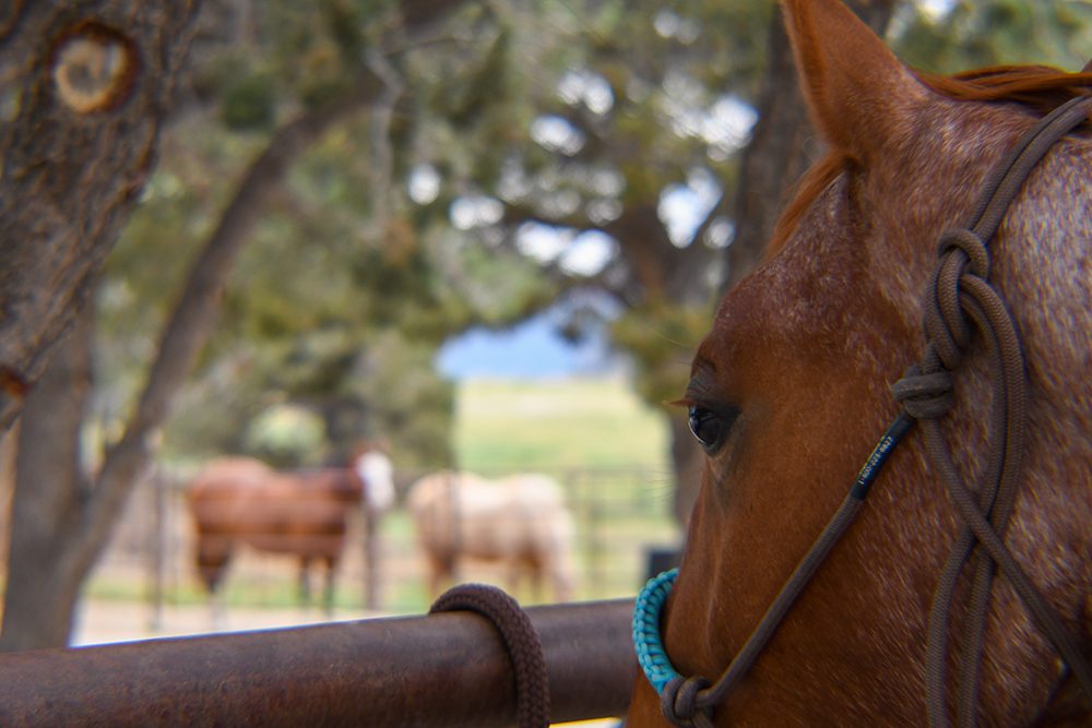 Pepper watching pasture horses in the background
