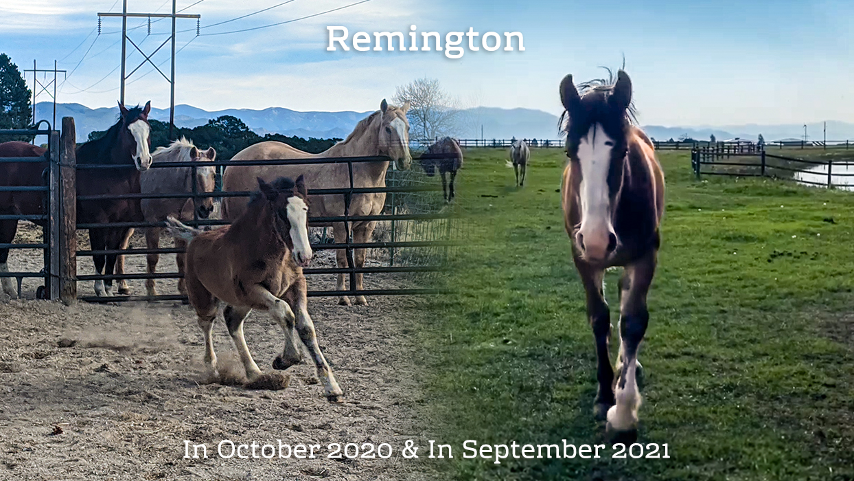 Remington In October 2020 & In September 2021