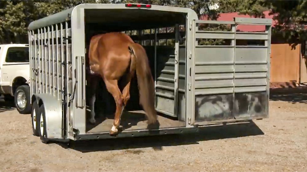 horse stepping into a horse trailer