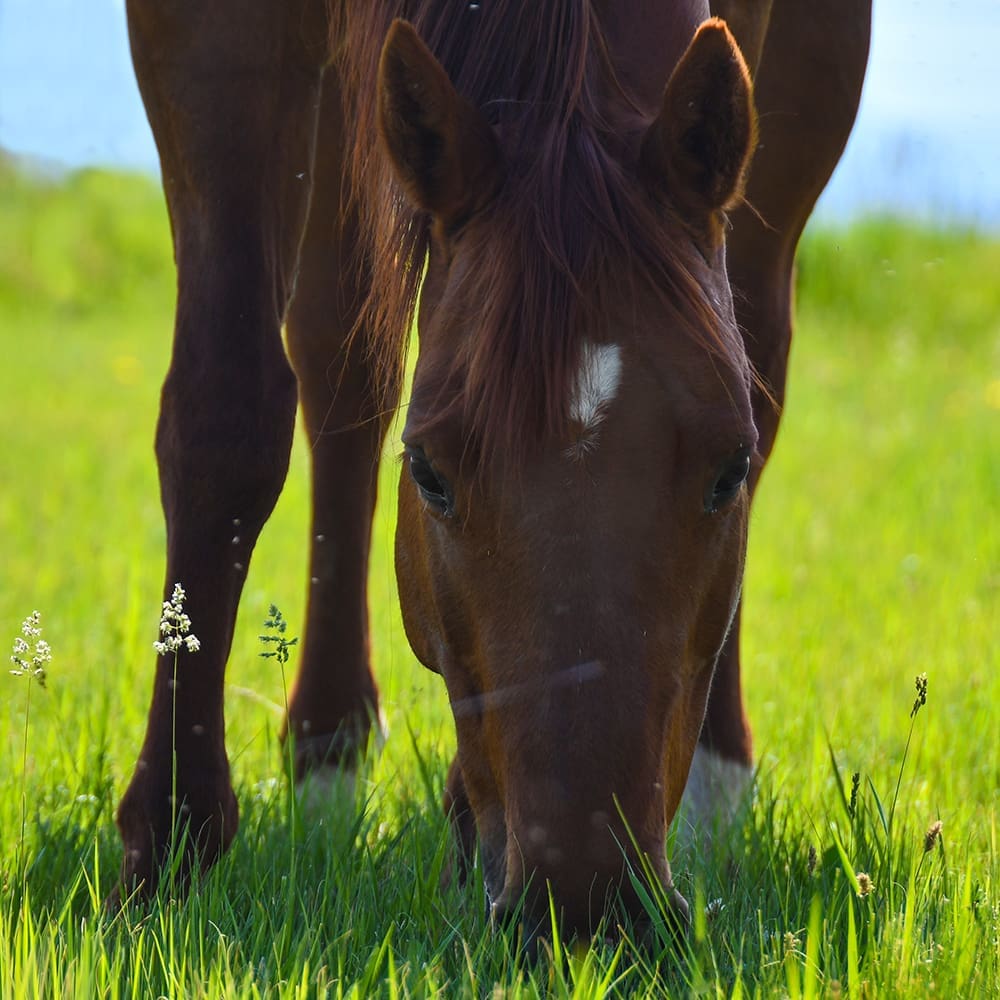 Annie grazing