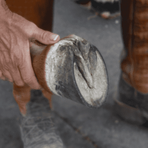 horse hoof