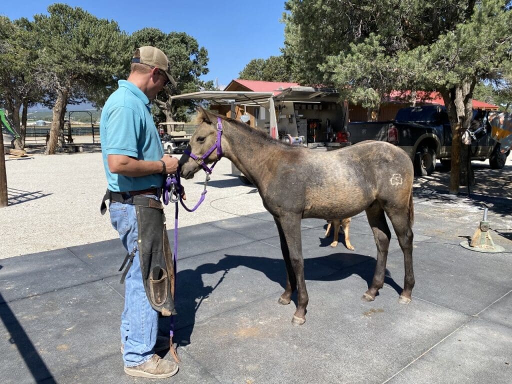 Foal meeting the farrier