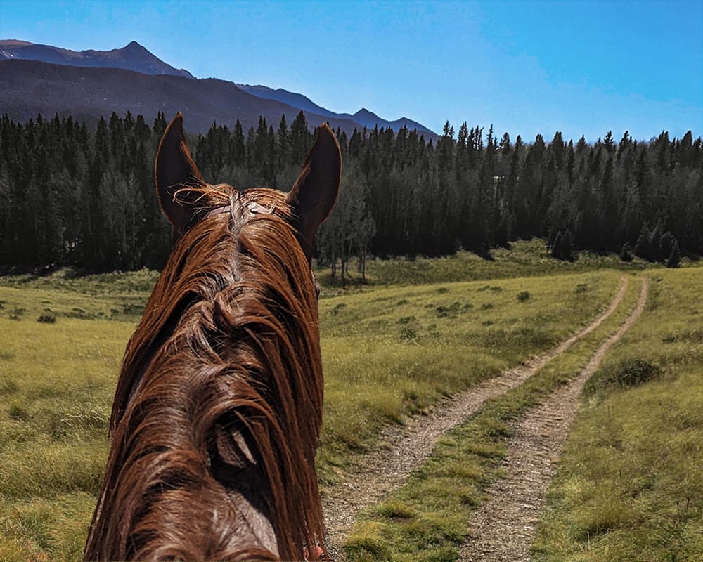 Horse looking down a long trail