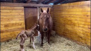 Newborn Foals: Mother Nature Usually Gets it Right