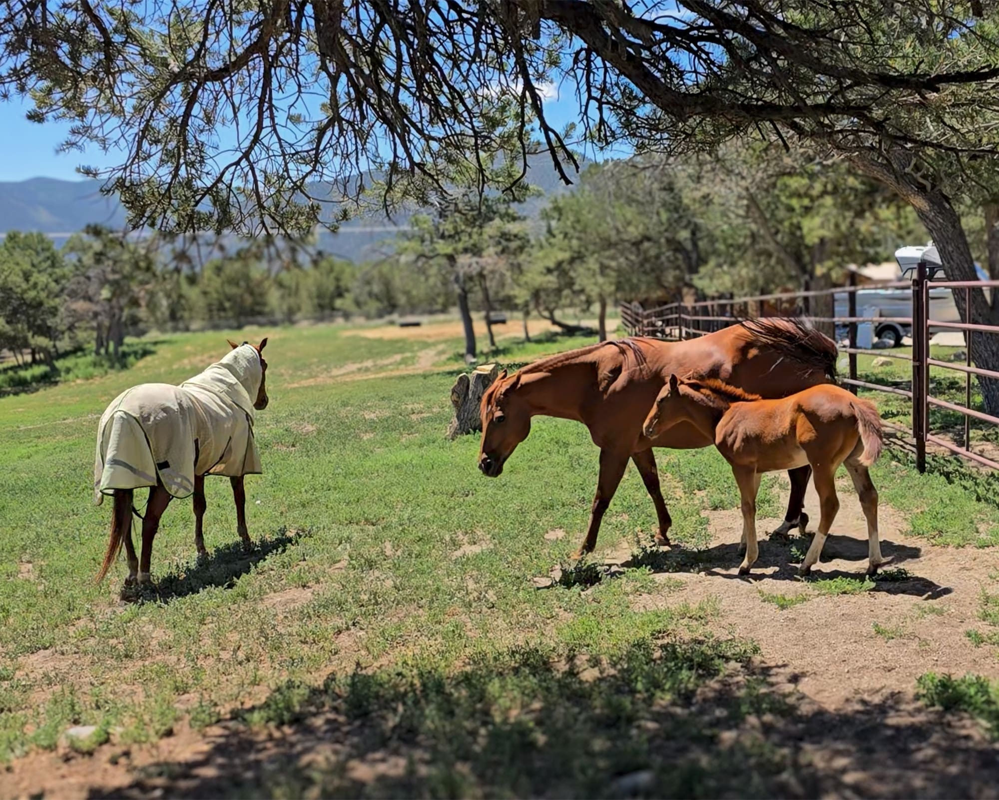 Jealousy & Possessiveness in Horses