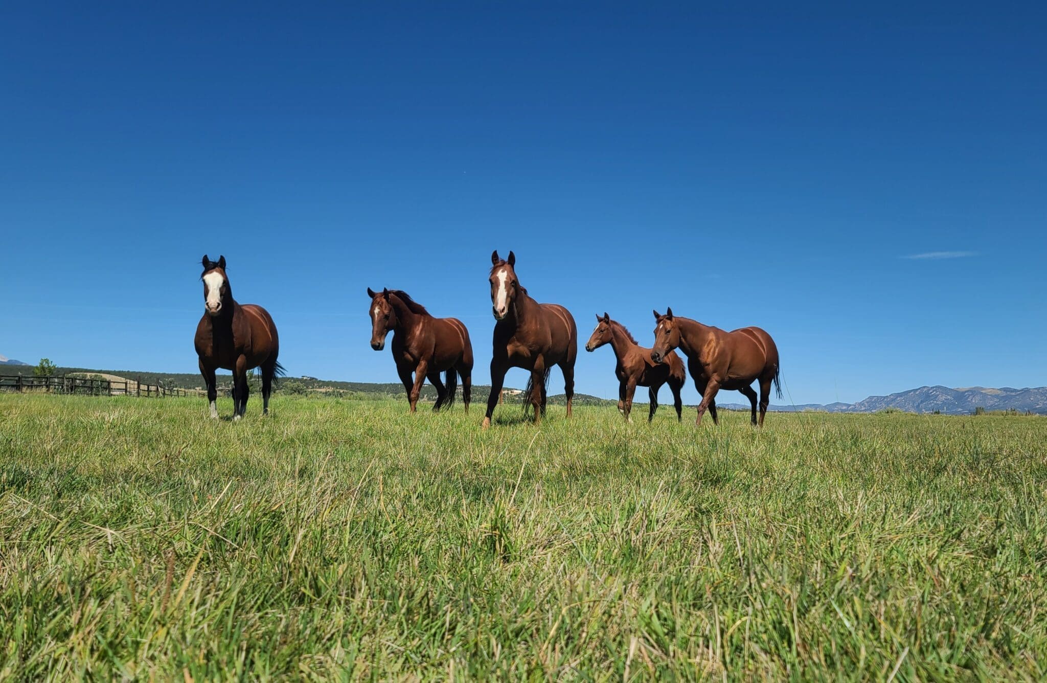 Horse Report: Life is Good for Rip