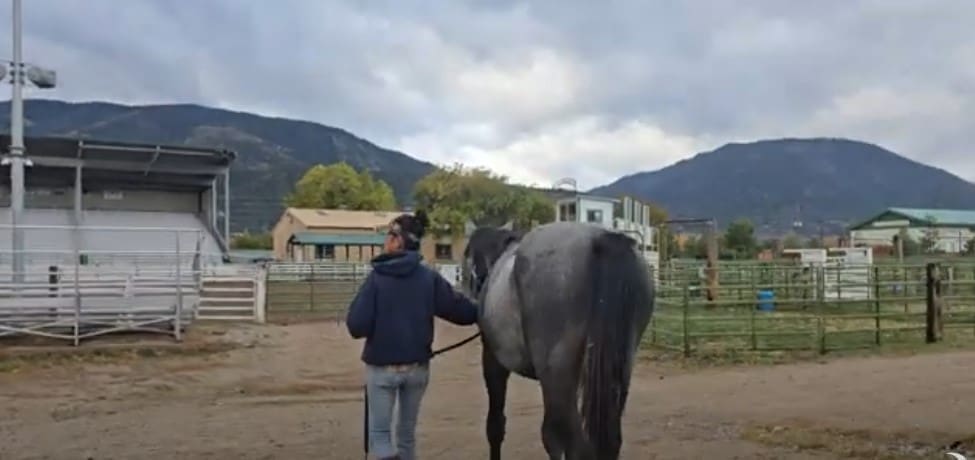 Foal Handling 3