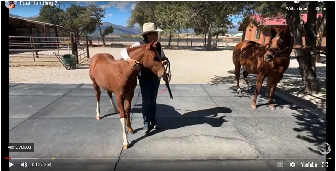 Foal Handling 2