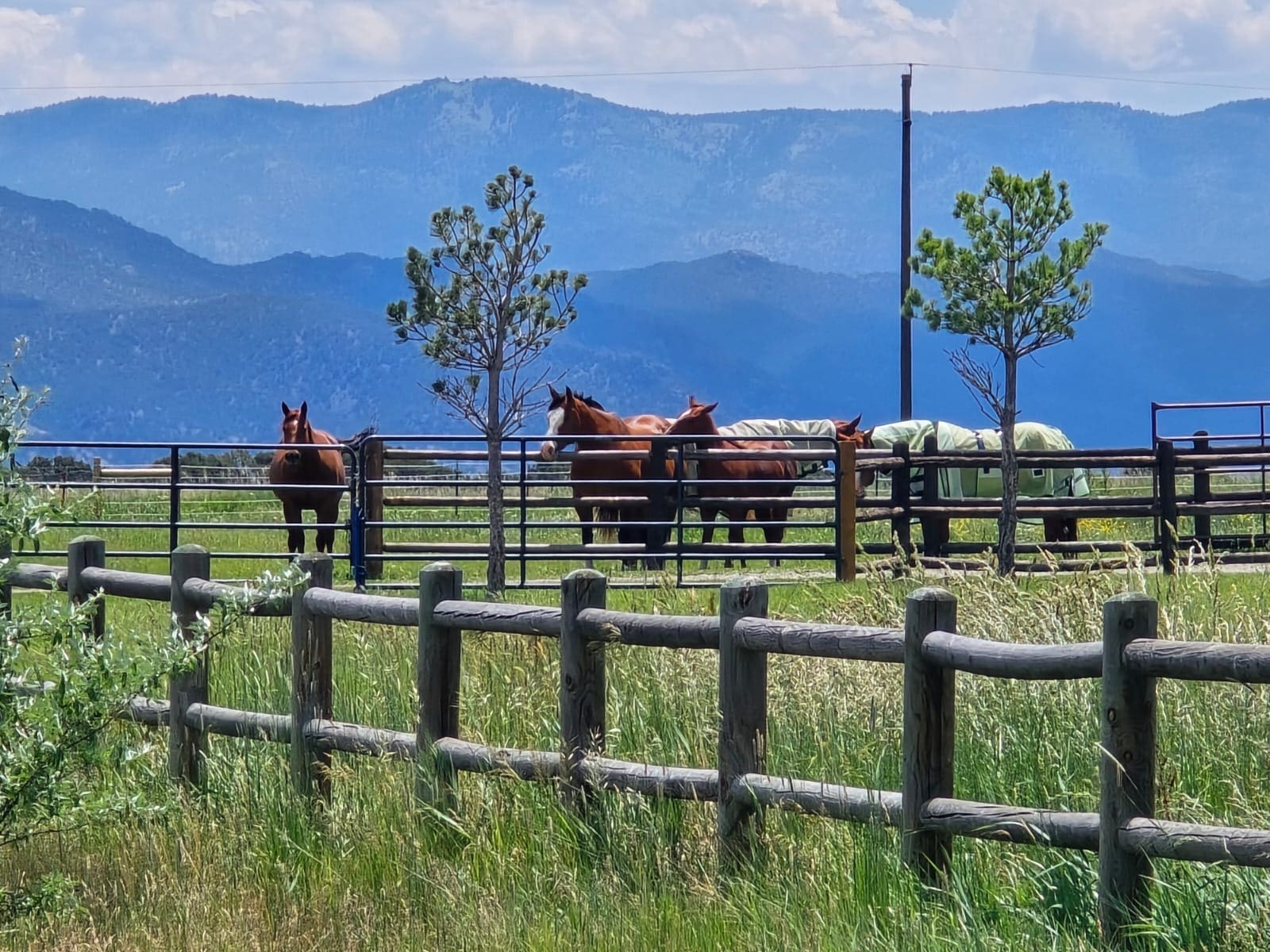 July 2025 Horse Report